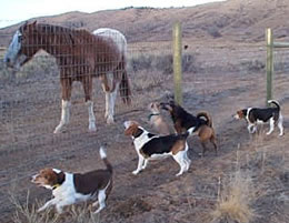 A fence, thats fancy.